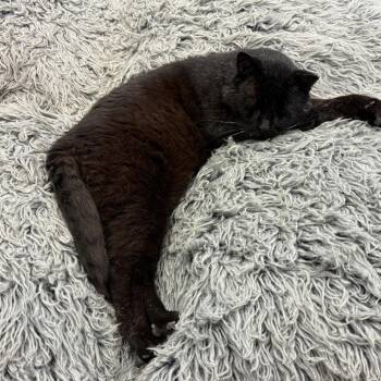 Huggy Wuggy -  Domestic Short Hair Cat for Adoption in Chicago, Illinois - Huggy Wuggy | PetCurious