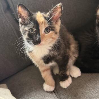 Domestic Short Hair Cats Available for Adoption in Potomac, Maryland - Snickers Pie | PetCurious