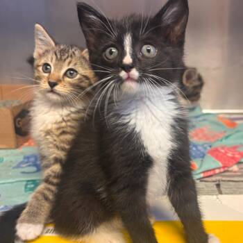 Domestic Short Hair Cats Available for Adoption in Belleville, Illinois - Flower | PetCurious