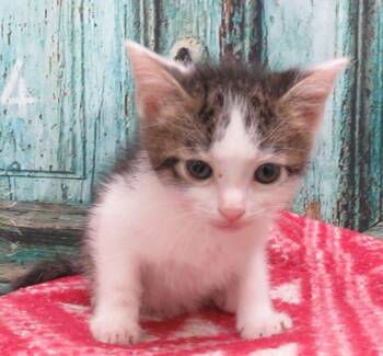 Cass -  Domestic Short Hair Cat for Adoption in Lexington, Virginia - Cass | PetCurious