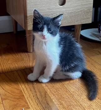Houdini -  Domestic Short Hair Cat for Adoption in Stamford, Connecticut - Houdini | PetCurious