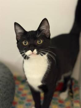 QUINOA -  Domestic Short Hair Cat for Adoption in Sugar Land, Texas - QUINOA | PetCurious