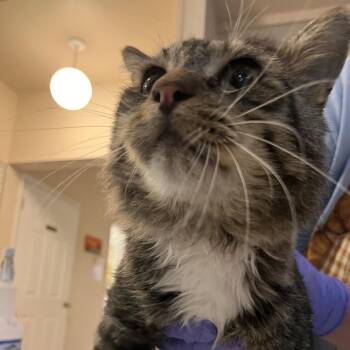 Orc -  Domestic Short Hair Cat for Adoption in Kanab, Utah - Orc | PetCurious
