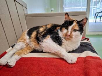 Rescue Domestic Short Hair Cats for Adoption in Batavia, Ohio - Posie | PetCurious