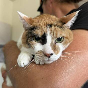 Domestic Short Hair Cats Available for Adoption in Ramona, California - Joss | PetCurious