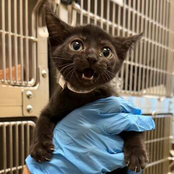 Mills -  Domestic Short Hair Cat for Adoption in Walnut Creek, California - Mills | PetCurious