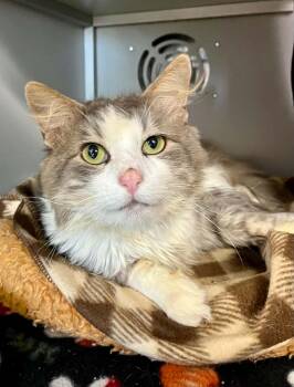Durian -  Domestic Short Hair Cat for Adoption in Moundsville, West Virginia - Durian | PetCurious