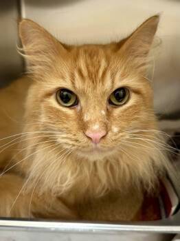 Garfield -  Domestic Long Hair Cat for Adoption in Wichita, Kansas - Garfield | PetCurious