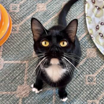 Domestic Short Hair Cats Available for Adoption in Evanston, Illinois - Onion Ring | PetCurious