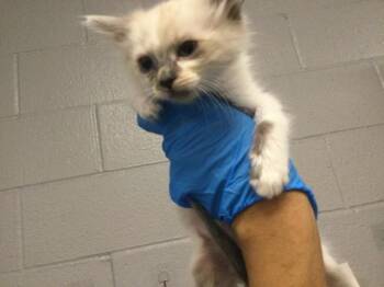 Burmese Cats Available for Adoption in Thousand Palms, California - A1917134 | PetCurious