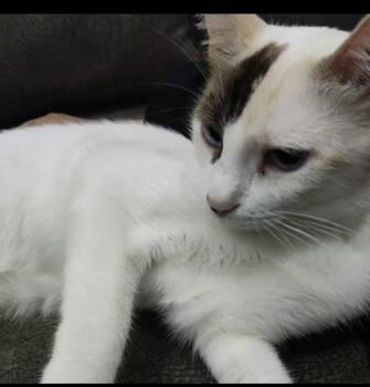 Loza Blind -  Snowshoe and Egyptian Mau Cat for Adoption in Wolcott, Connecticut - Loza Blind | PetCurious