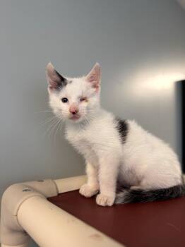 Uno -  Domestic Short Hair Cat for Adoption in Syosset, New York - Uno | PetCurious