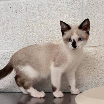 Cookie Butter Latte -  Domestic Short Hair Cat for Adoption in Edinburg, Texas - Cookie Butter Latte | PetCurious