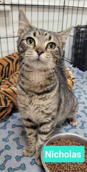 Domestic Short Hair Cats Available for Adoption - Nicholas | PetCurious