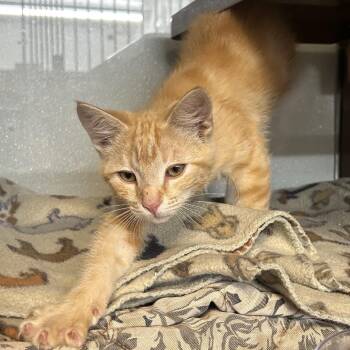 CREAMSICLE -  Domestic Short Hair Cat for Adoption in Richmond, California - CREAMSICLE | PetCurious