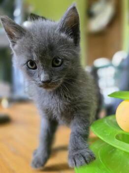 Penn -  Domestic Short Hair Cat for Adoption in Trenton, New Jersey - Penn | PetCurious