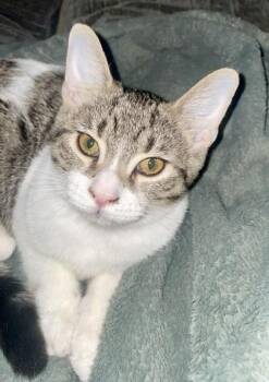 Chantilly -  Tabby and Domestic Short Hair Cat for Adoption in Vaughan, Ontario - Chantilly | PetCurious