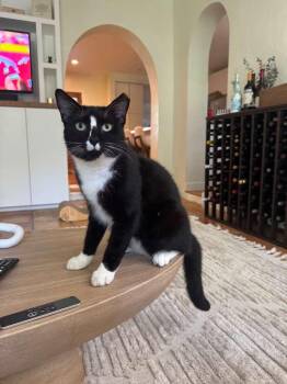 Rescue Tuxedo Cats for Adoption in Miami, Florida - Riven | PetCurious