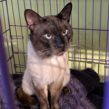 Dewie -  Siamese Cat for Adoption in Wells, Maine - Dewie | PetCurious