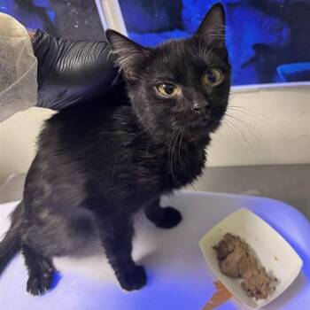 ANGELA -  Domestic Short Hair Cat for Adoption in Pueblo, Colorado - ANGELA | PetCurious