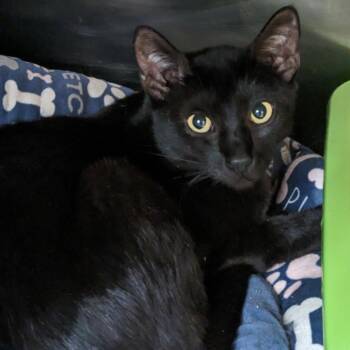 Bagheera -  Domestic Short Hair Cat for Adoption in Spokane, Washington - Bagheera | PetCurious