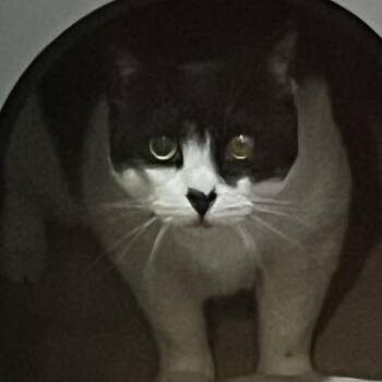 Domestic Short Hair Cats Available for Adoption in Baltimore, Maryland - Violet Springs | PetCurious