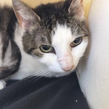 Panini -  Domestic Short Hair Cat for Adoption in Philadelphia, Pennsylvania - Panini | PetCurious