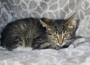 7128 (Ryker) -  Domestic Short Hair Cat for Adoption in Lake City, Michigan - 7128 (Ryker) | PetCurious