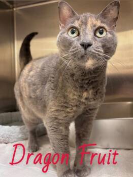 Dragon Fruit -  Domestic Short Hair Cat for Adoption in Fall River, Massachusetts - Dragon Fruit | PetCurious