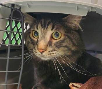 Domestic Long Hair and Domestic Short Hair Cats Available for Adoption - Bartholomeow | PetCurious