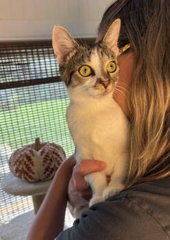 Cesin -  Domestic Short Hair Cat for Adoption in Bethel, Ohio - Cesin | PetCurious