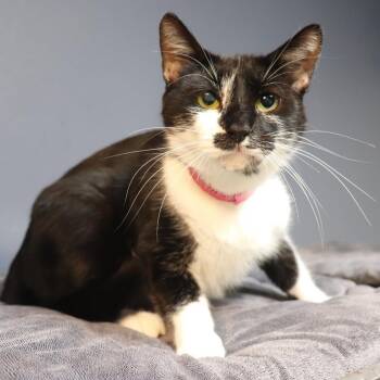 Domestic Short Hair Cats Available for Adoption - Jasmine | PetCurious