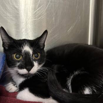 Tuxedo Cats Available for Adoption - Connor | PetCurious