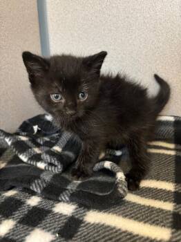 Phantom -  Domestic Short Hair Cat for Adoption in Liverpool, New York - Phantom | PetCurious