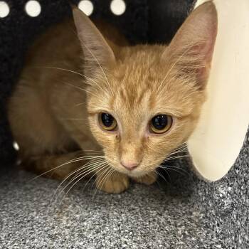 Carrot -  Domestic Short Hair Cat for Adoption in Greenville, South Carolina - Carrot | PetCurious