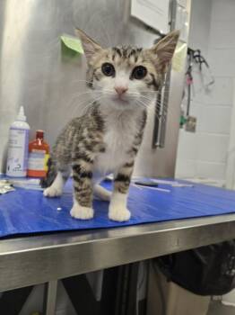 PIETRO -  Domestic Short Hair Cat for Adoption in Hagerstown, Maryland - PIETRO | PetCurious
