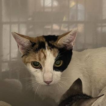 Bibi -  Domestic Short Hair Cat for Adoption in Yuma, Arizona - Bibi | PetCurious