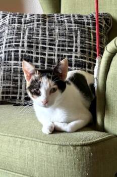 Gigi -  Domestic Short Hair Cat for Adoption in Fort Worth, Texas - Gigi | PetCurious
