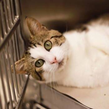 Hobo -  Domestic Short Hair Cat Available for Adoption in Atlanta, Georgia - Hobo | PetCurious