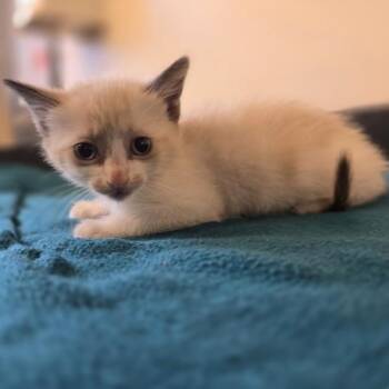 Poplar -  Domestic Short Hair Cat for Adoption in Oakland, California - Poplar | PetCurious