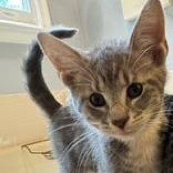 Adallie -  Domestic Medium Hair Cat for Adoption in Fredericksburg, Virginia - Adallie | PetCurious