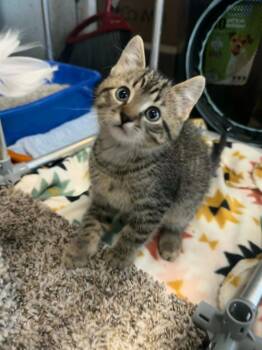 Domestic Short Hair Cats Available for Adoption in Marion, Ohio - Moose | PetCurious