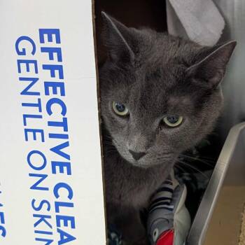 Draco -  Domestic Short Hair Cat for Adoption in Dover, New Hampshire - Draco | PetCurious