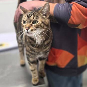 Domestic Short Hair Cats Available for Adoption in Oneonta, New York - Harmony | PetCurious