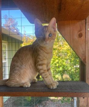 Rescue Domestic Short Hair Cats for Adoption in Petaluma, California - Meep (bonded With Wazo) | PetCurious