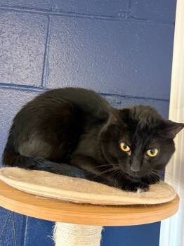 Rescue Domestic Short Hair Cats for Adoption in Athens, Alabama - WINDSCAPE | PetCurious