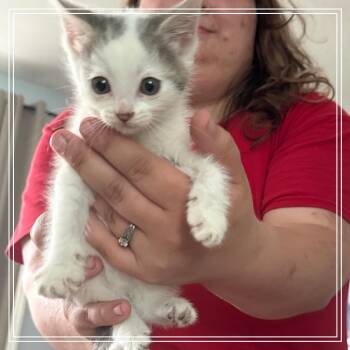 Angel -  Domestic Short Hair Cat for Adoption in Monroe, Michigan - Angel | PetCurious