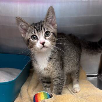 Rescue Domestic Short Hair Cats for Adoption in Los Angeles, California - Bronx | PetCurious