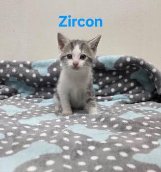 Rescue Russian Blue Cats for Adoption in Concord, North Carolina - Zircon | PetCurious