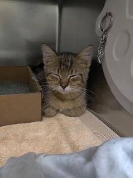 The Greeting Committee -  Domestic Short Hair Cat for Adoption in Richmond, Virginia - The Greeting Committee | PetCurious